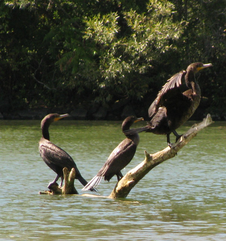 Doublecrested Cormorant bird on Erie Canal, Amherst, NY… Flickr
