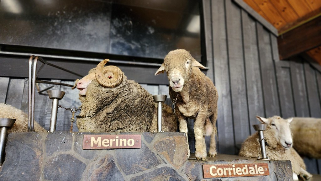 2022Dec9_NZ_D6_Rotorua_Agrodome (Farming Edutainment) Flickr