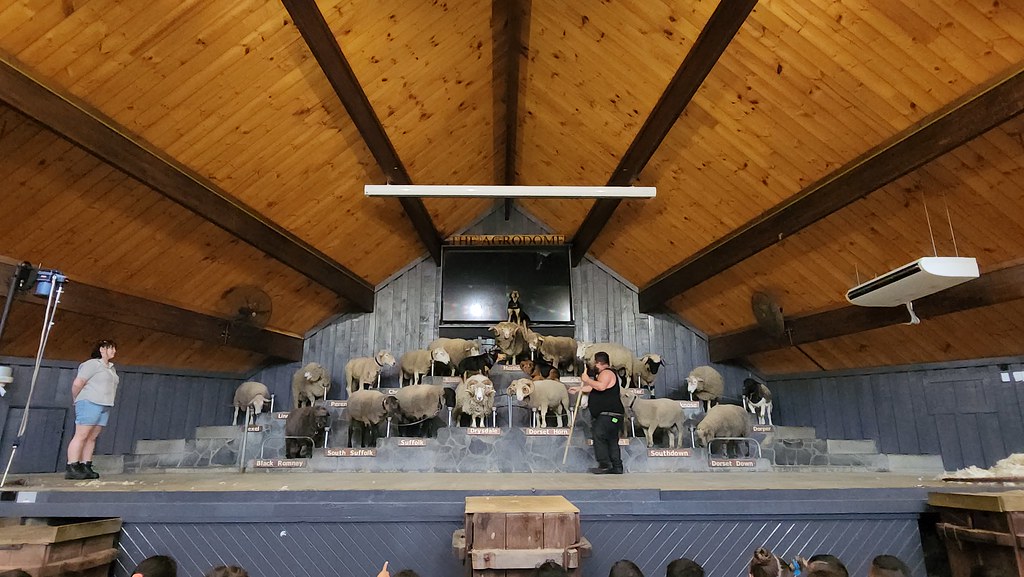 2022Dec9_NZ_D6_Rotorua_Agrodome (Farming Edutainment) Flickr