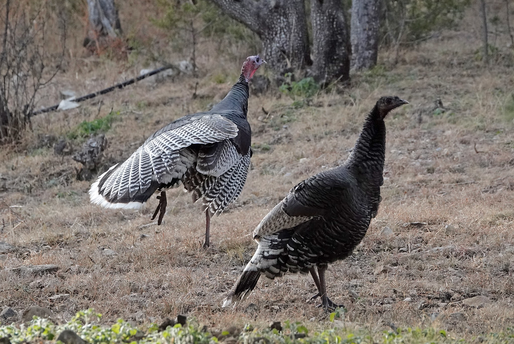 Gould's Wild Turkey Paradise, Chirichaua Mts (1) Flickr