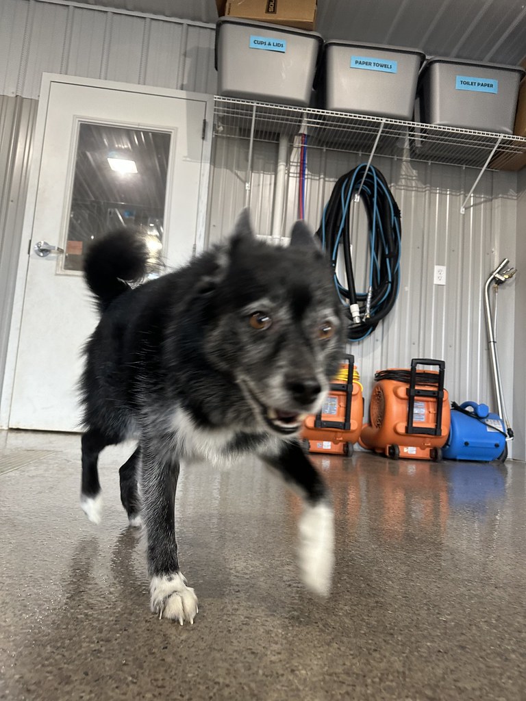 IMG_2579 Greenlin Lambs Gap Flickr