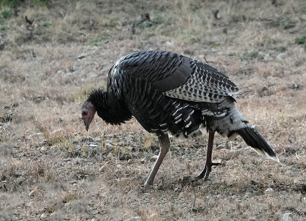 Gould's Wild Turkey Paradise, Chirichaua Mts (6) Flickr