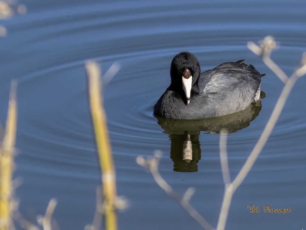 Andean coot duck 1 pat Flickr