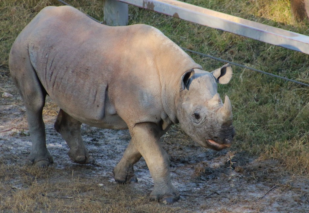 Christmas Eve at the Zoo Living Desert Palm Springs Flickr