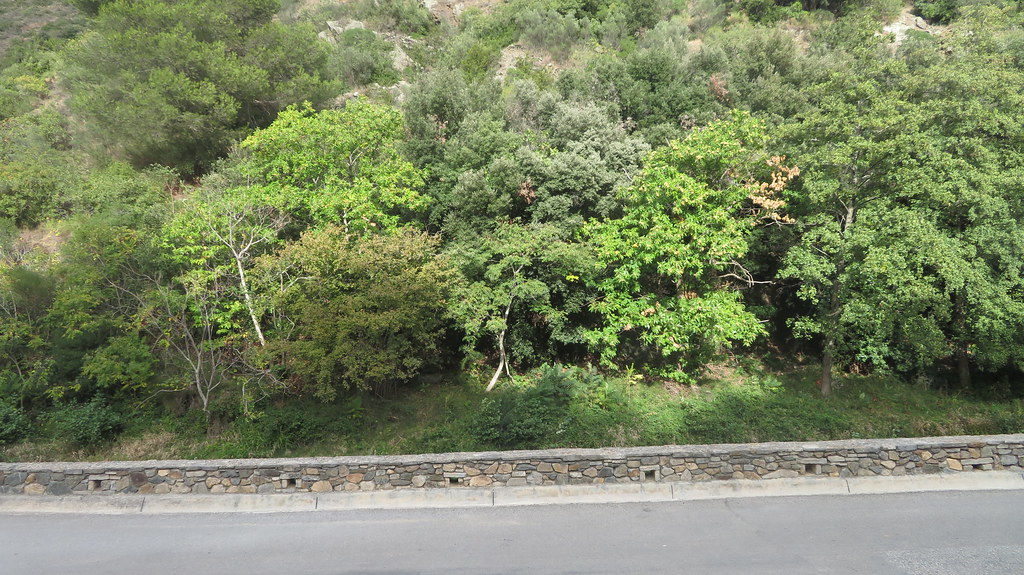 Heavy vegetation, Rte des 4 Chateaux, Lastours, Occitaine,… Flickr