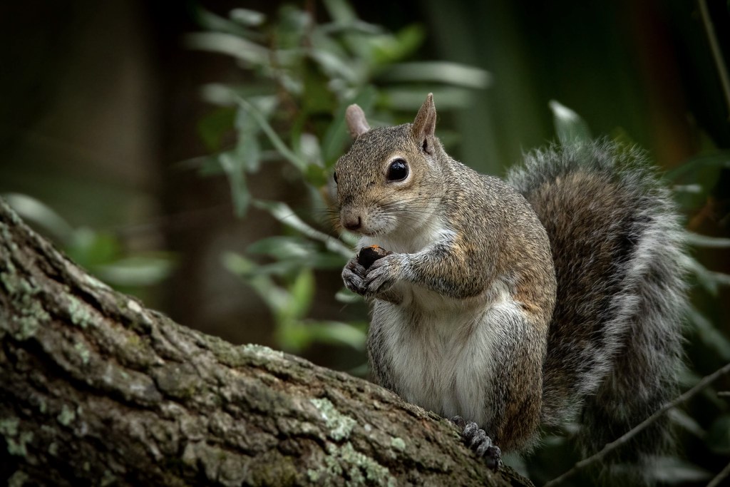 “Florida Squirrel” An Eastern Grey Squirrel holds an acorn… Flickr