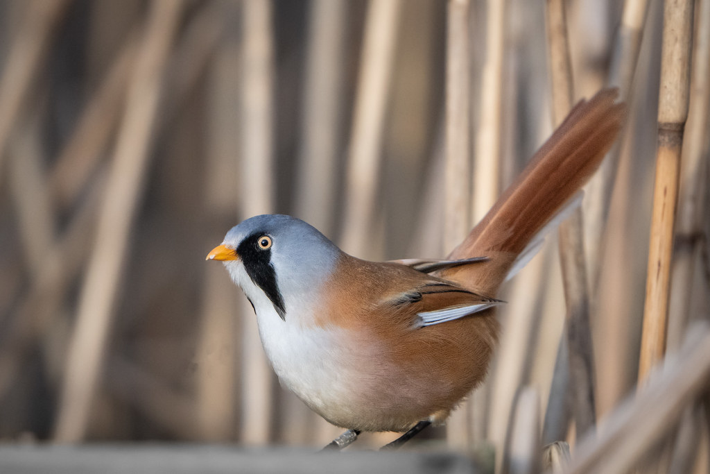Bearded Tit (m.) Tay reed beds. Ian Cook Flickr