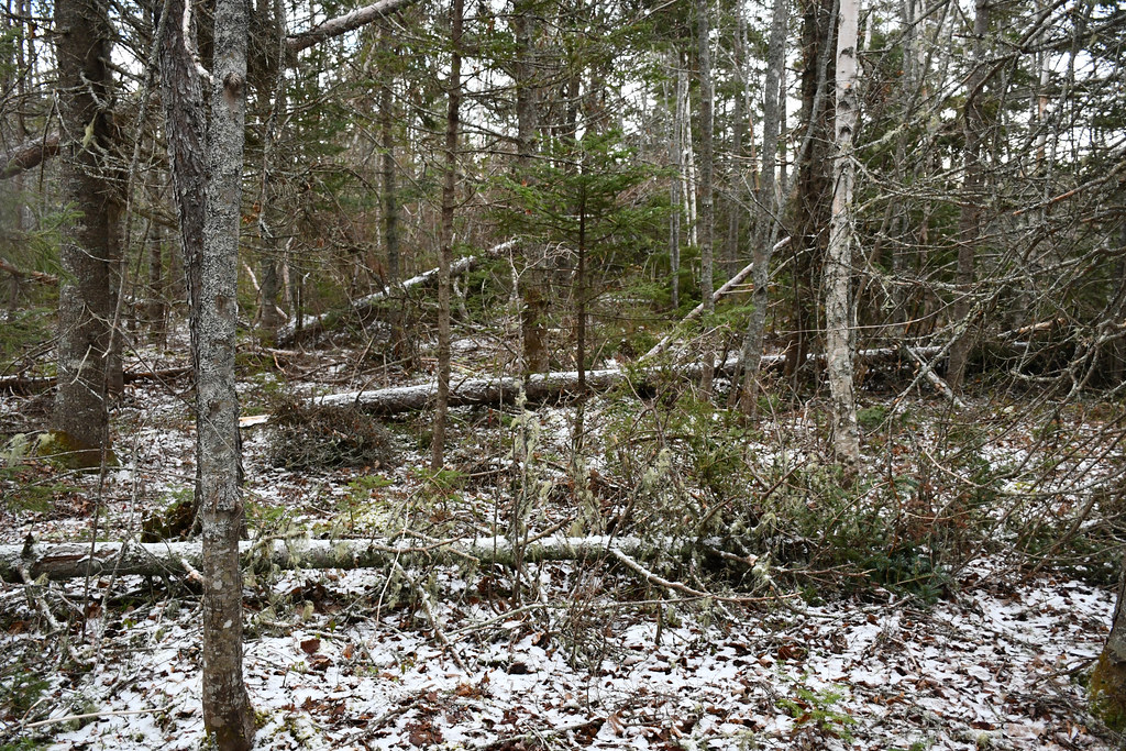 PEI 202212153 Albion Cross Shane MacClure Flickr