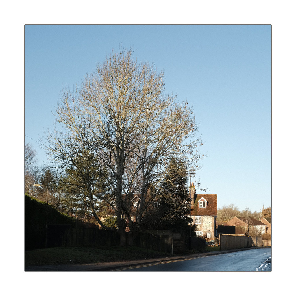 Amy Lane, Chesham. 26 December, 2022. Showing Poplar Cotta… Flickr