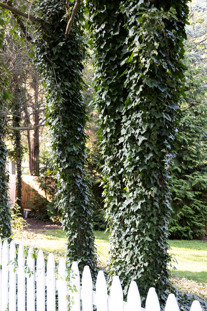 Trees, No. 96 County Street, Norwalk, Connecticut, United … Flickr