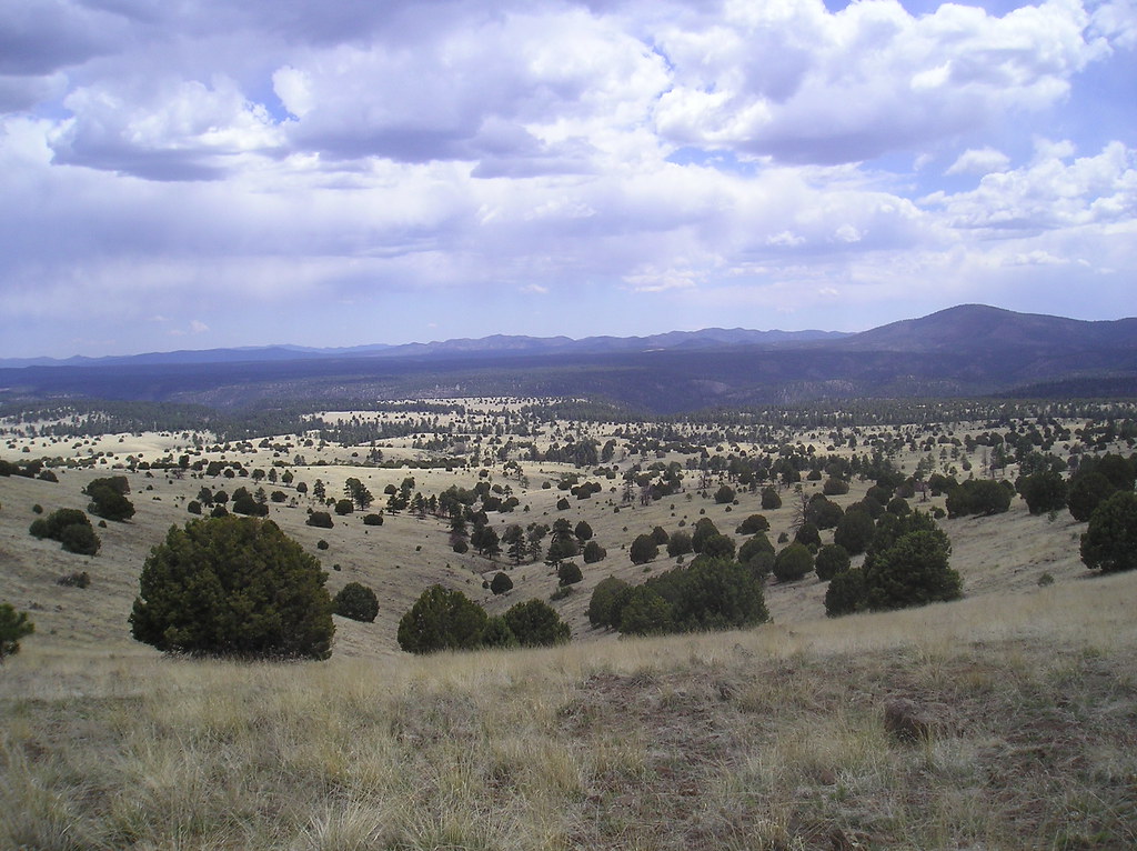P5100063 OLYMPUS DIGITAL CAMERA New Mexico Volunteers for the