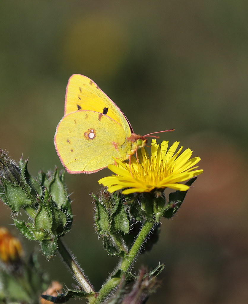 Clouded Yellow Ardley (Oxon) John FriendshipTaylor Flickr