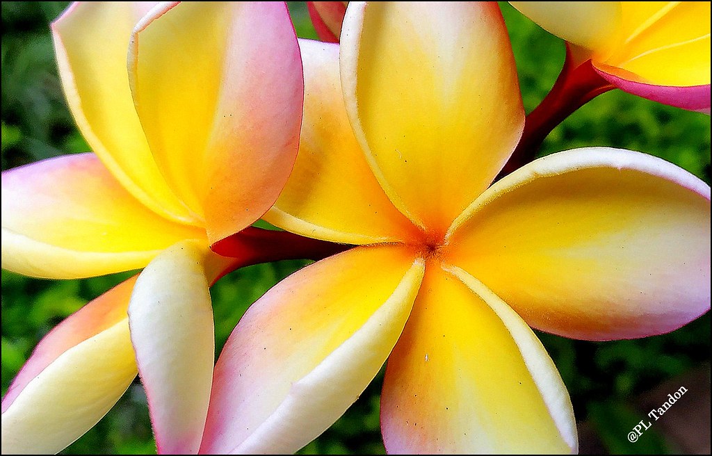 Plumeria rubra flowers Frangipani (Plumeria rubra ) flower… Flickr