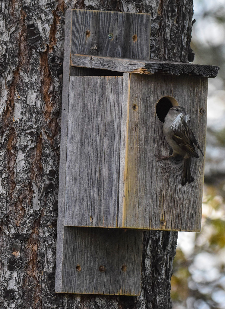 House Sparrow (f) North Cariboo Realty Office, Quesnel M… Flickr