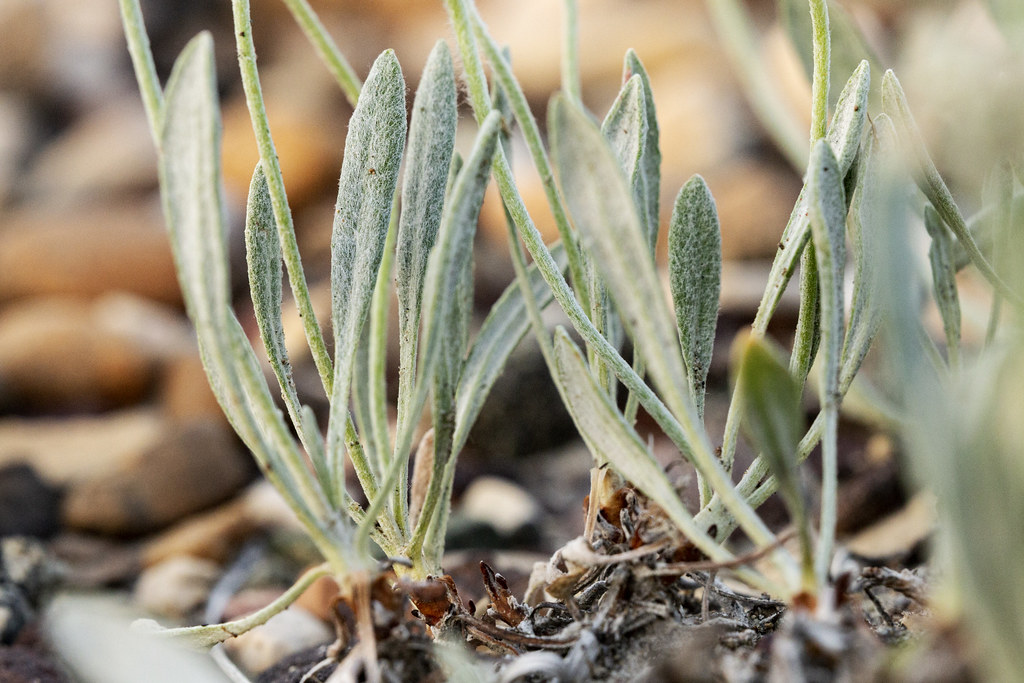 Eriogonum pauciflorum Eriogonum pauciflorum, eastsoutheas… Flickr
