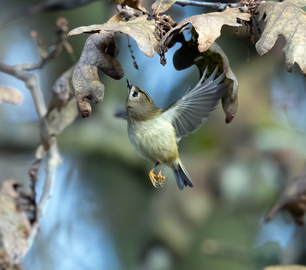 Goldcrest RSPB Minsmere Whistling Joe Flickr