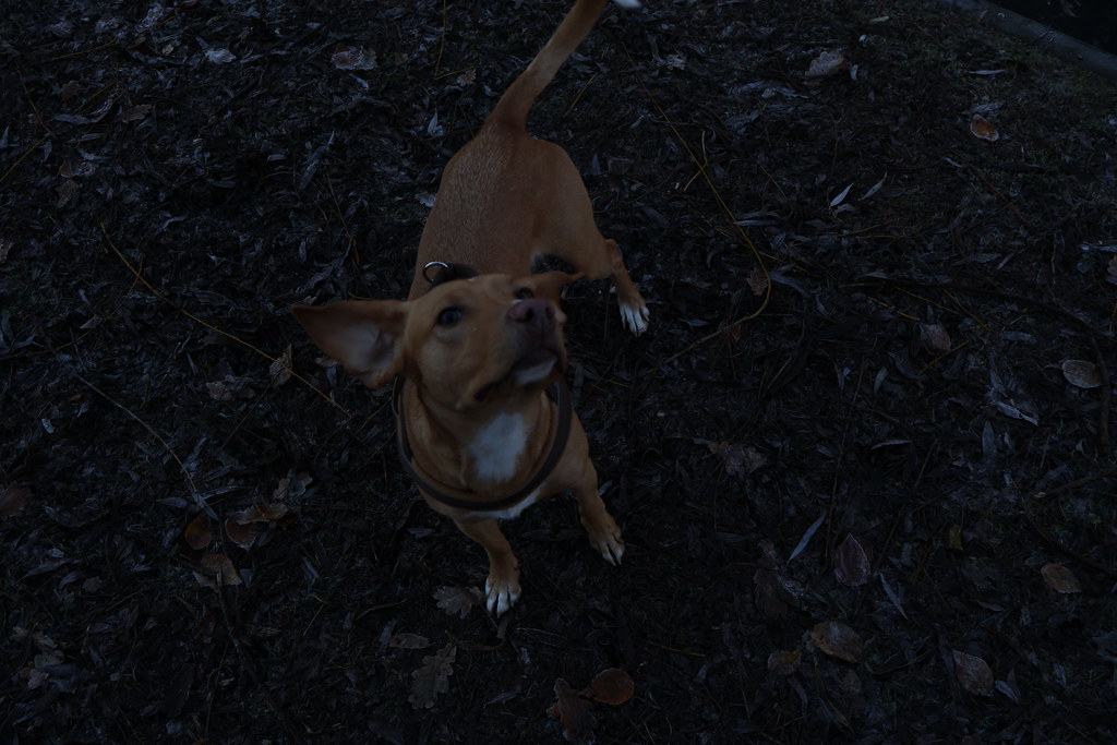 Dog in Rotterdam Kyle Haas Flickr