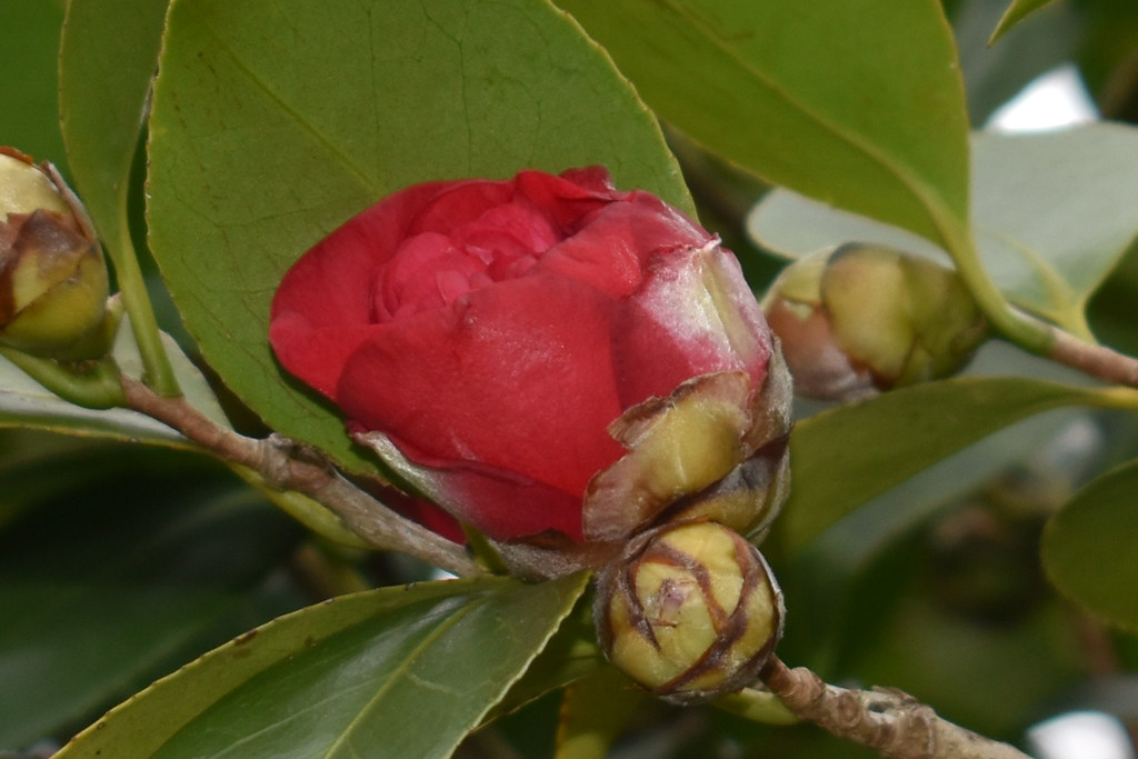 Camellia Buds And Blossom. Camellia blossom on the propert… Flickr