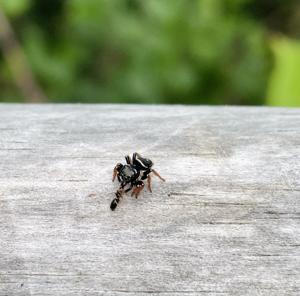 Anteating Spider A very neat and compact little spider; t… Flickr
