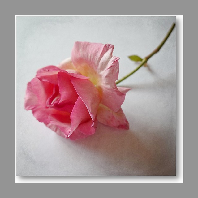 a rose for today... explored from the summer garden I h… Flickr