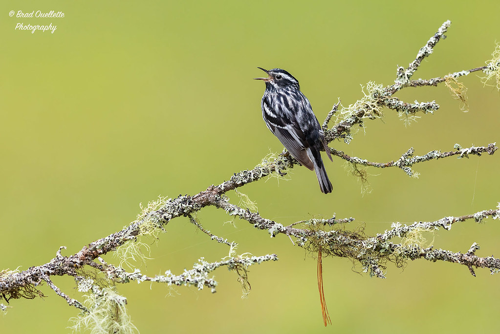 Black and White Warbler brad ouellette Flickr