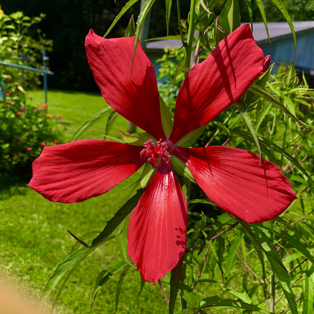 Texas Star Hibiscus A red hibiscus John W East AU58 Flickr