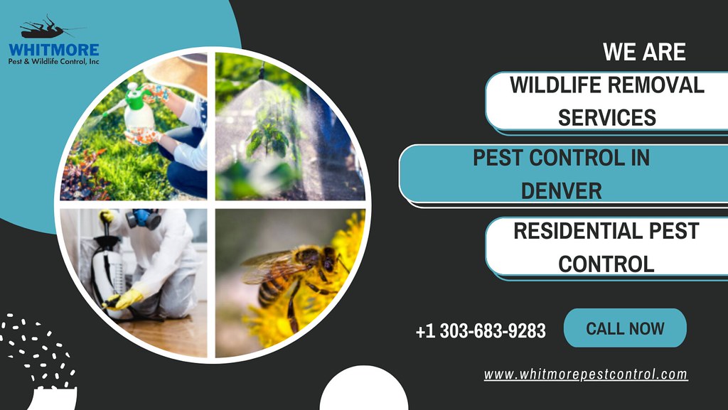 Places To Get Deals On Pest Control In Denver When it come… Flickr