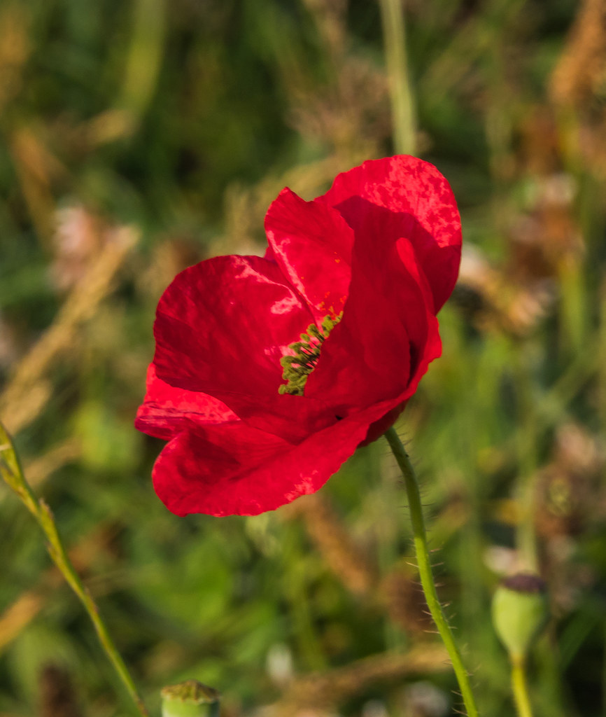 wild poppies in Lark Park at Tramore, Ireland wild poppies… Flickr