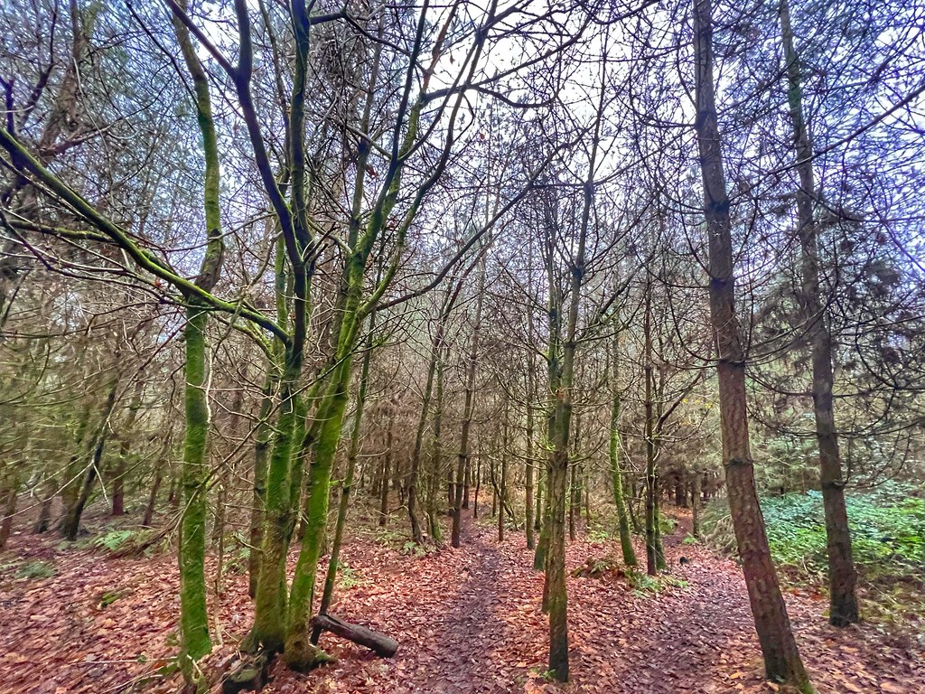 Hazel Slade Nature Reserve Hazel Slade Nature Reserve Flickr