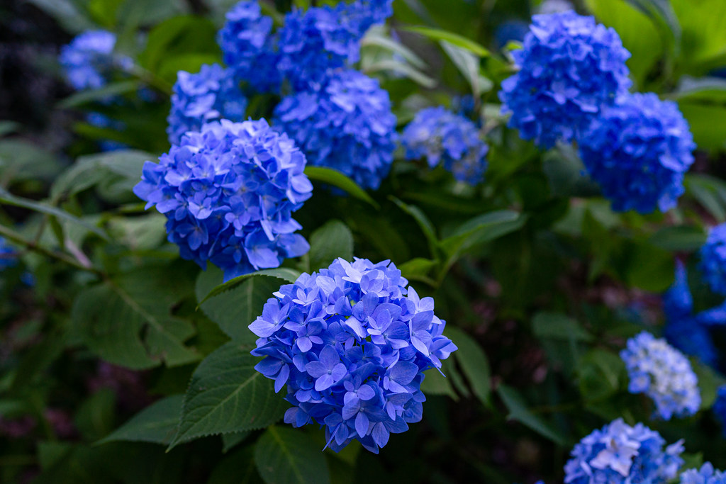 untitled09651 Robert Hill Long Flickr