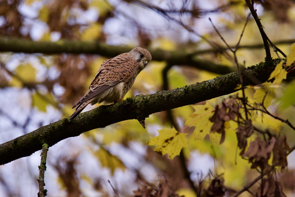 Faucon crécerelle Antoine Bauzac Flickr