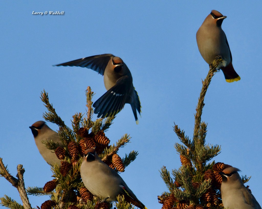 Wax Wings Larry Waddell Flickr