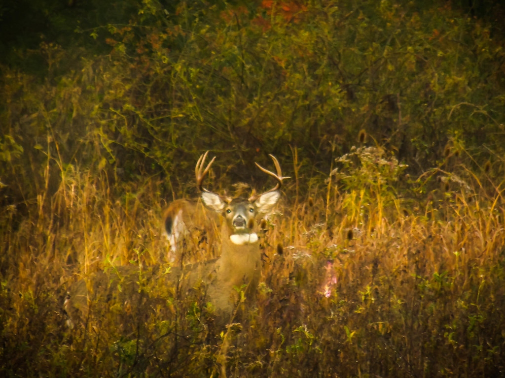 Ohio Buck Amra the Lion Flickr