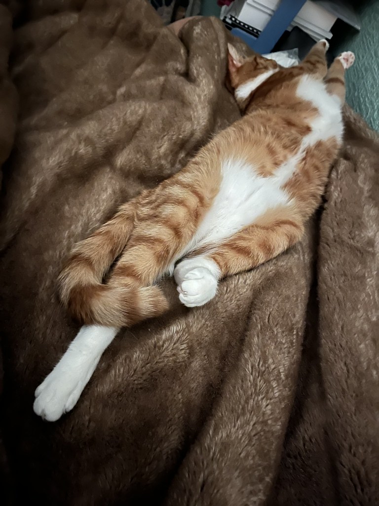 Pumpkin the Ginger Cat sleeping on me! Sorry, not a good q… Flickr