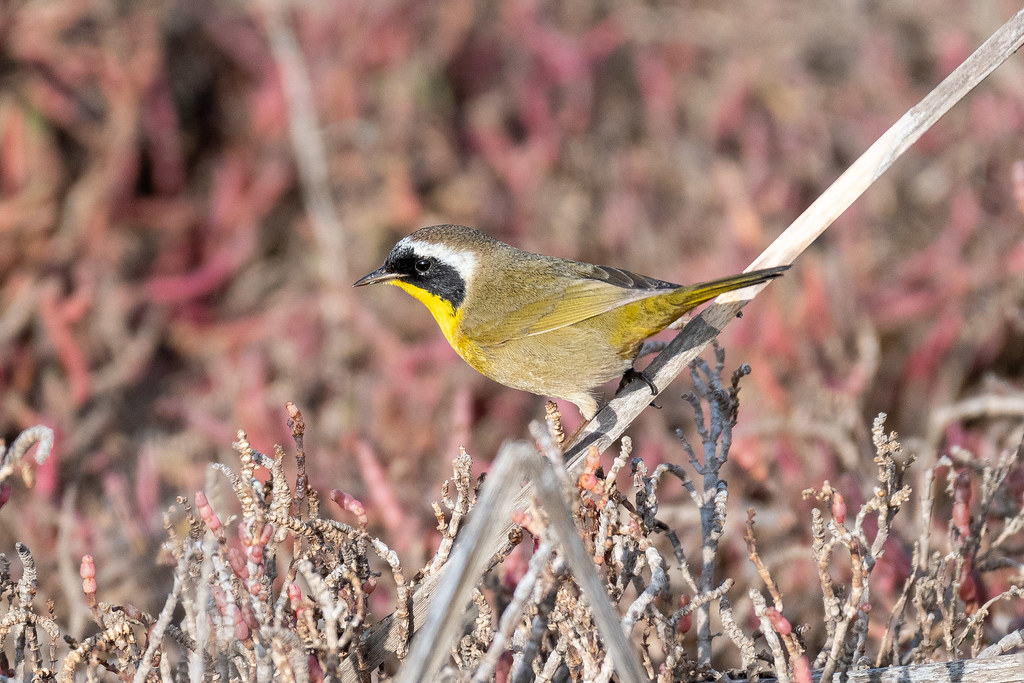 Common Yellowthroat Palo Alto Baylands, CA, CA Thomas Carlile Flickr