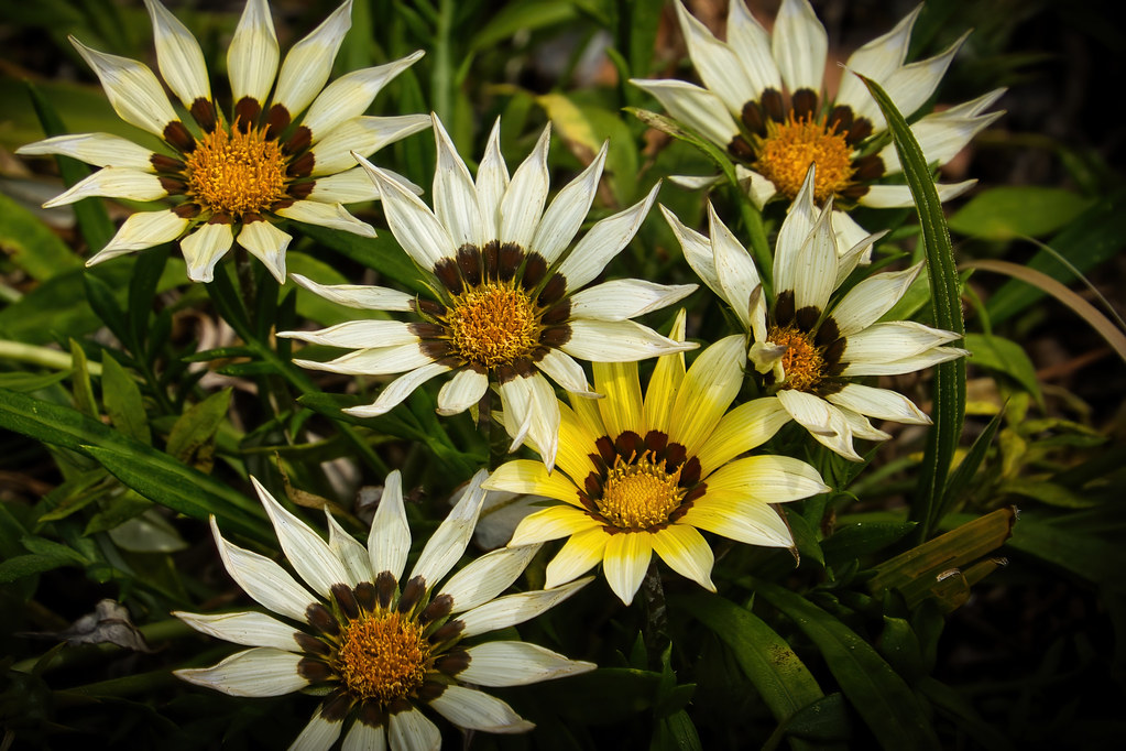 _I3A6025 Treasure Flowers Treasure Flowers Grant Booth Flickr