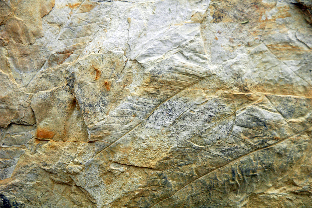 Fossil leaves (Laramie Formation; Upper Cretaceous; Parfet… Flickr