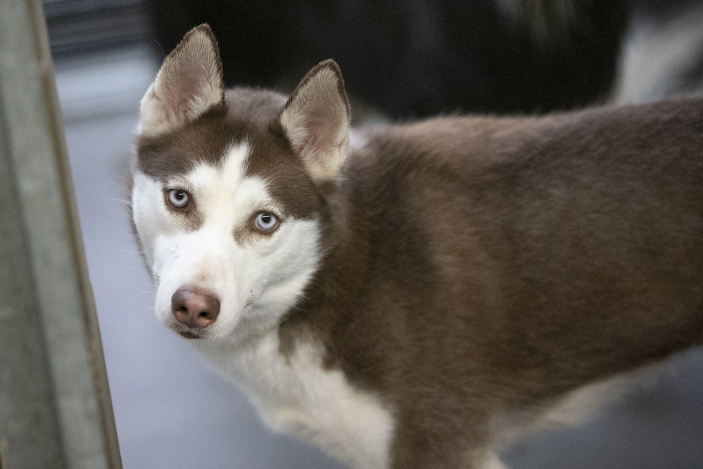 Mica National Mill Dog Rescue Flickr