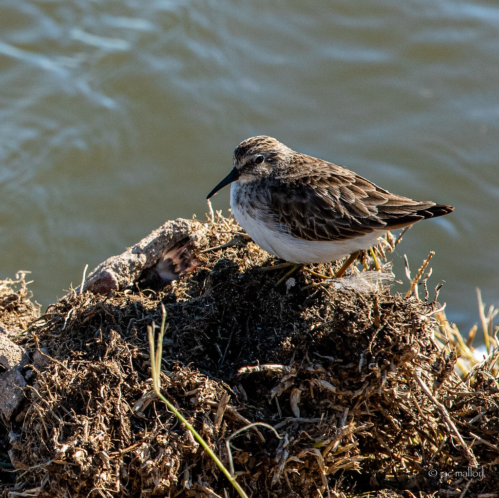 Bird Hornsby Bend Bird Observatory Jac Malloy Flickr