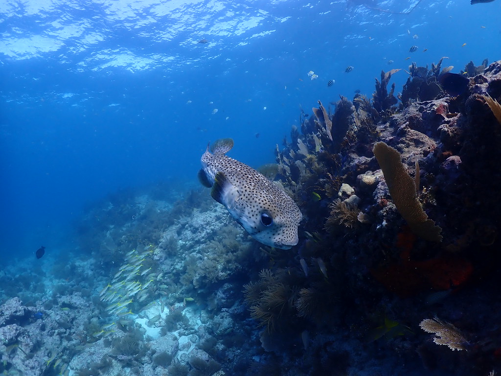 2023 FEB 18 AM Molasses Reef Key Largo Flickr