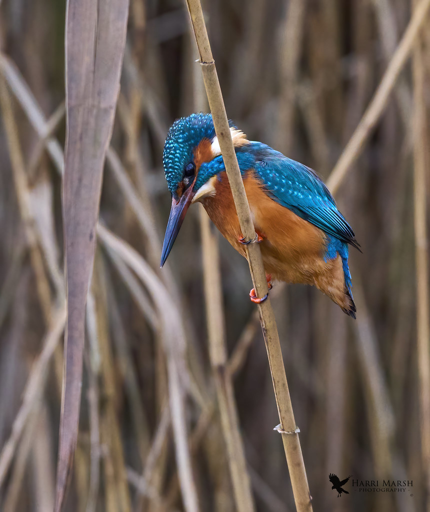 DSC07544 Kingfisher waiting to dive on a fish from a reed … Flickr