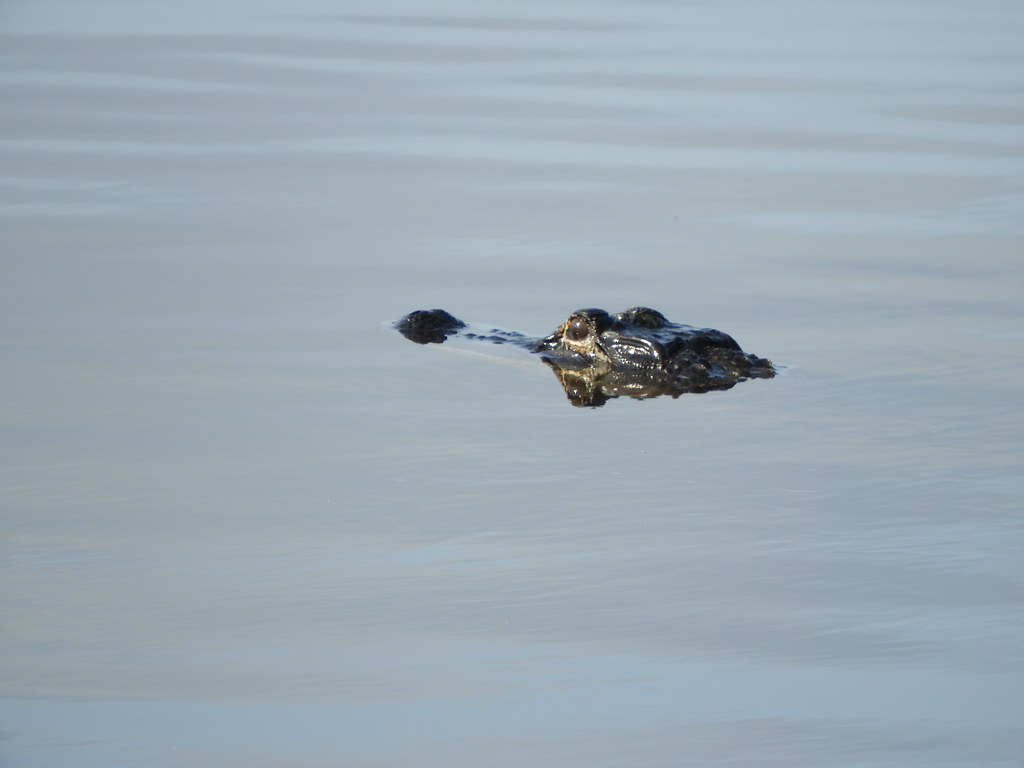 Black Point Wildlife Drive, Titusville, Florida 4/12/22 Flickr