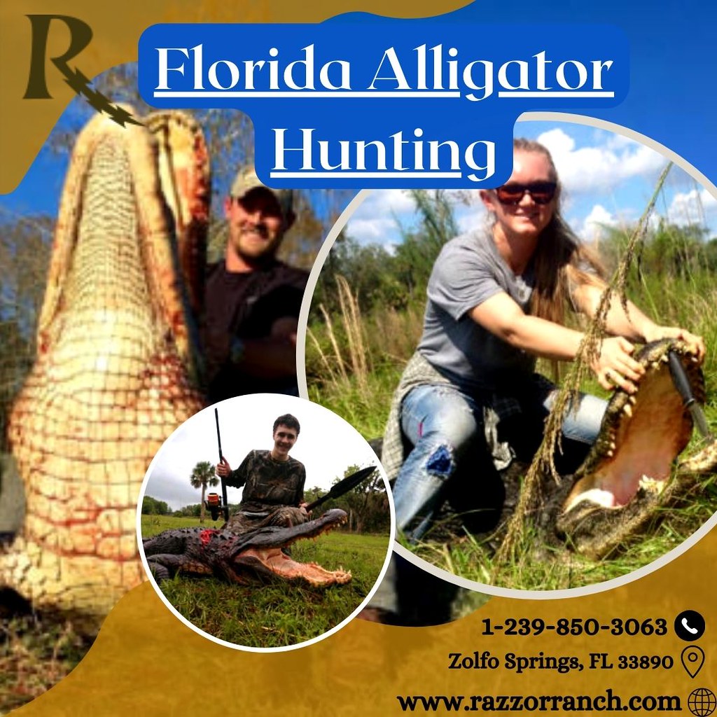 Experience Florida alligator hunting with Razor Ranch Flickr