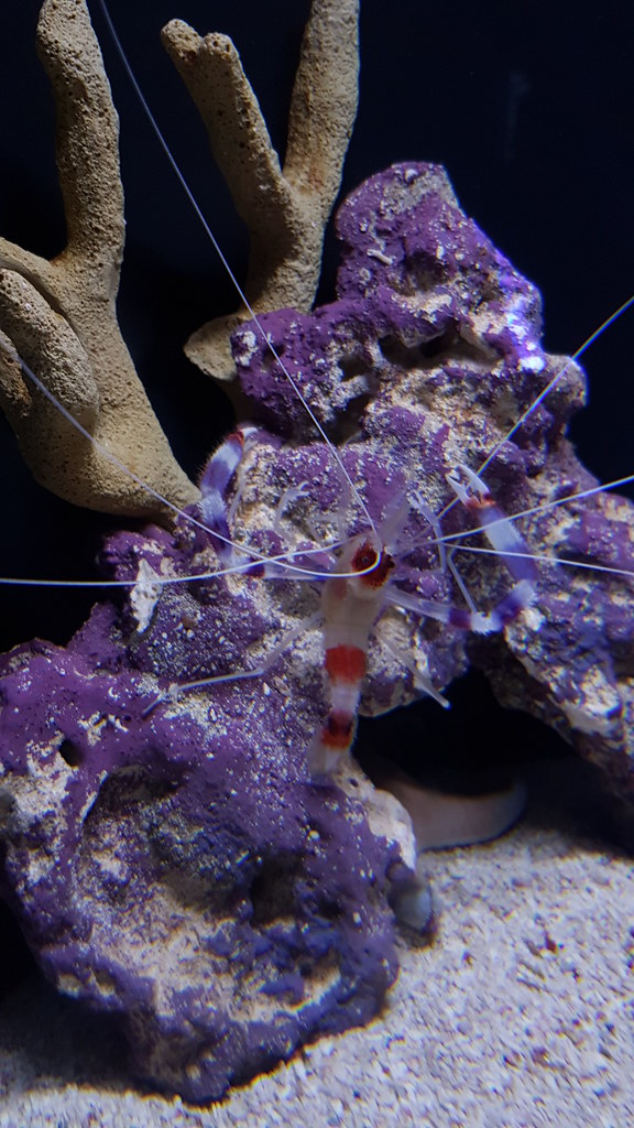 Coral Banded Shrimp Taken in the Mote Marine Laboratory an… Flickr