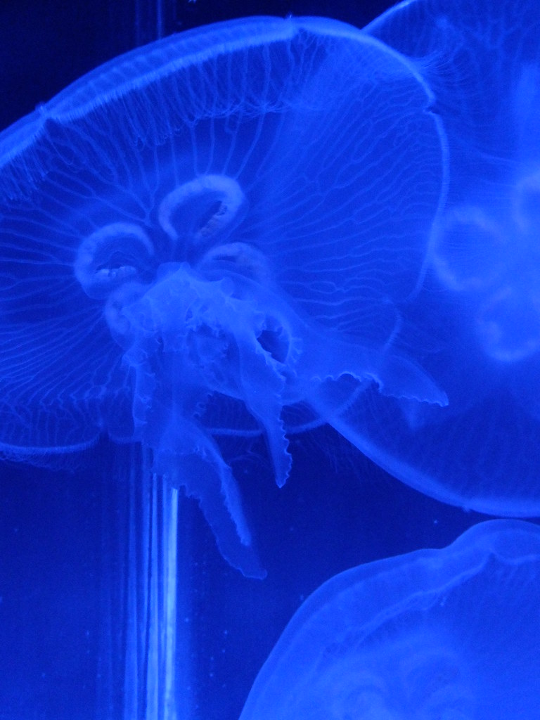 Jellyfish Nursery Taken in the Mote Marine Laboratory and … Flickr