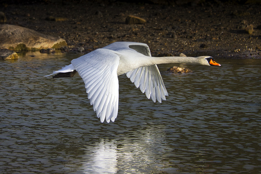 Le cygne L'envol Christophe LEDUC Flickr