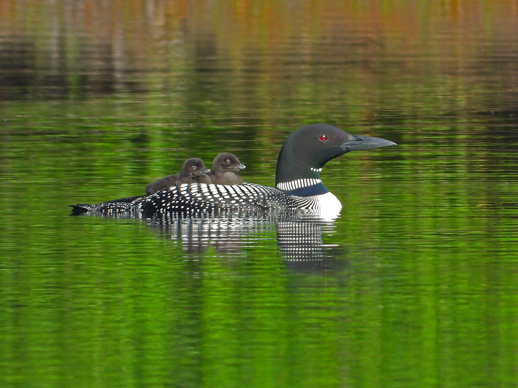 Loon Family, West Boylston Jayne Todd Flickr
