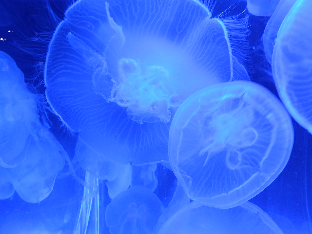 Jellyfish Nursery Taken in the Mote Marine Laboratory and … Flickr