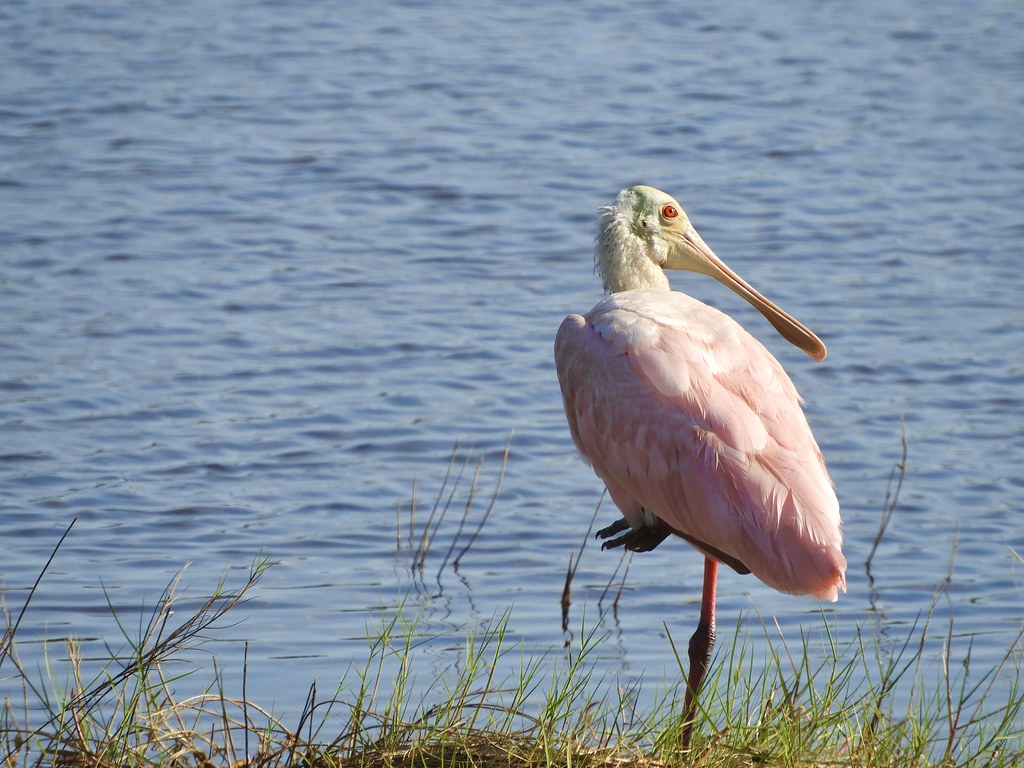 Black Point Wildlife Drive, Titusville, Florida 3/12/22 Flickr