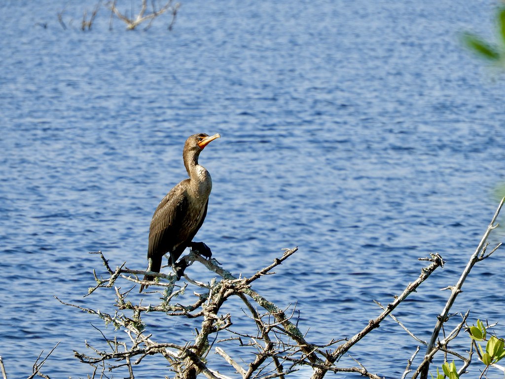 Black Point Wildlife Drive, Titusville, Florida 5/12/22 Flickr